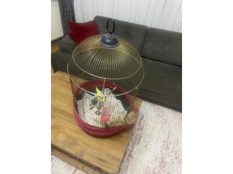 Erkek sultan papağanı kafesli