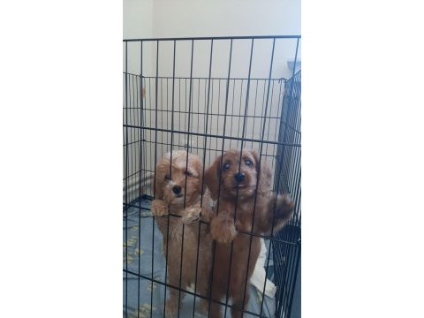 Kaliteli maltipoo yavrumuz