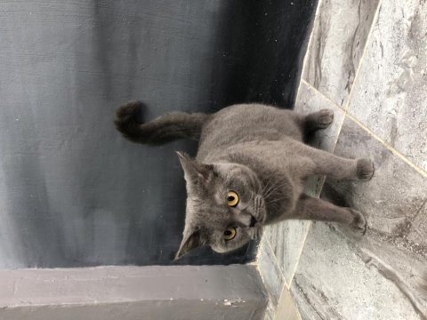 British shorthair 1 yaşında