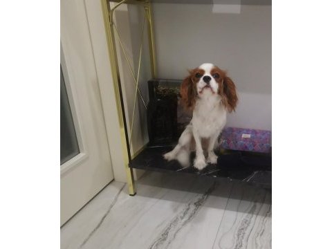 Cüce cavalier king charles spaniel