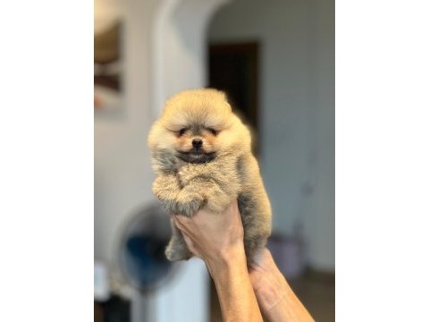 Pomeranian boo yavrular