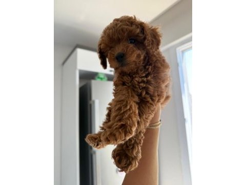 Red brown poodle yavrumuz