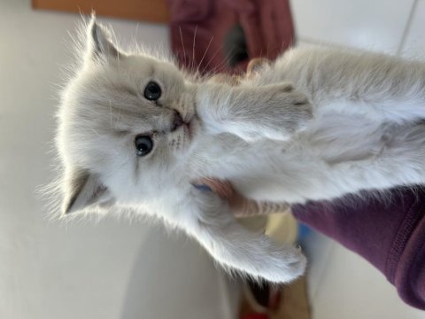 Scottish fold yavrularımıza yeni yuvalarını arıyoruz