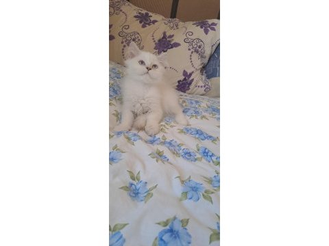 2 erkek british longhair yavru pet olarak sahiplendirilecek