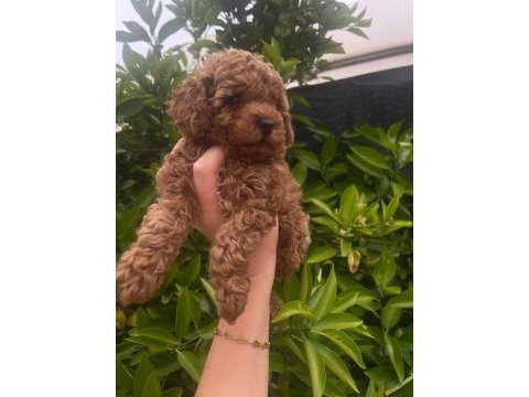 Ev ortamında büyüyen toy poodle bebekler