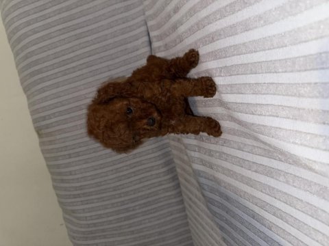 Dişi kore poodle yavru