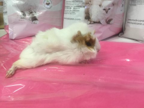 Mükemmel güzellikte guinea pig yavrularımız