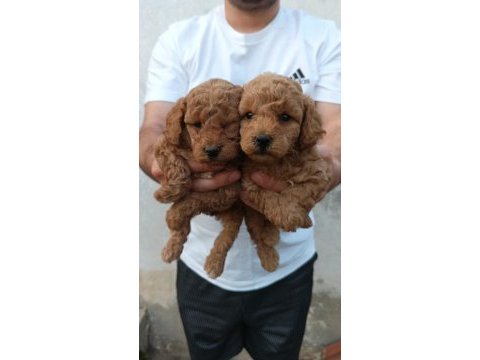 Toy poodle yavrular ırk sağlık garantili