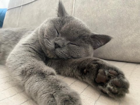 Dişi british shorthair uyguna sahiplendirilecektir