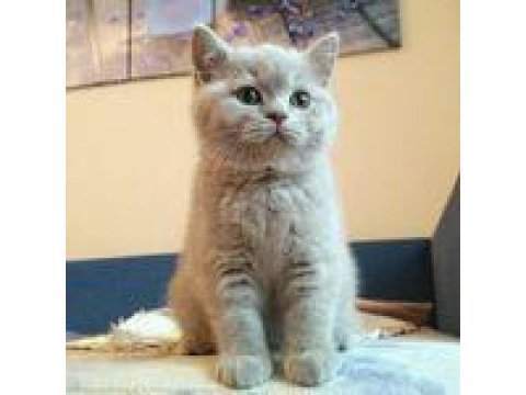 British shorthair yavruları