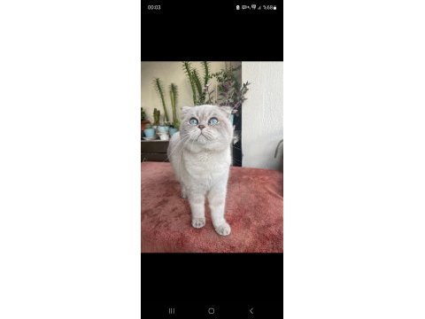 British shorthair kediler