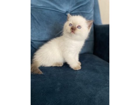 Muhteşem güzellikte british shorthair yavru