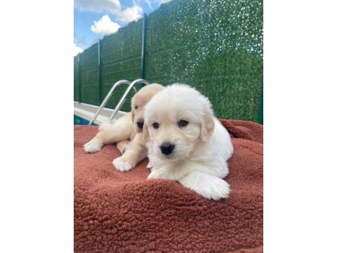 Dişi golden retriever bebekler