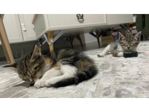2 adet dişi tekir yavrularımız sahiplendirilecektir
