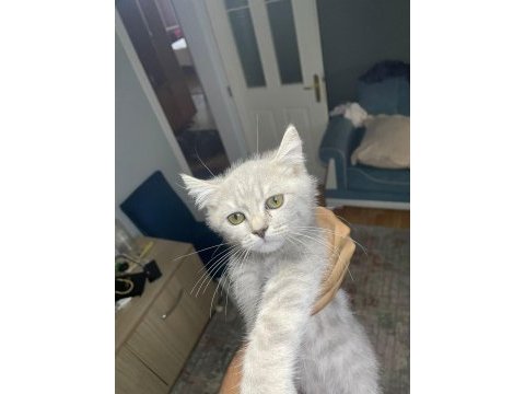 British shorthair golden