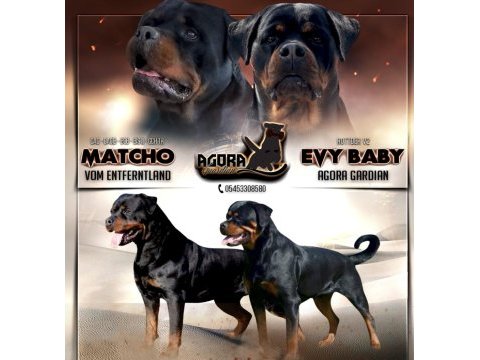 Grand türkiye şampiyonu yavruları a şecereli rottweiler