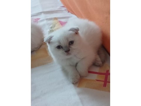 Scottish fold yavrularımız