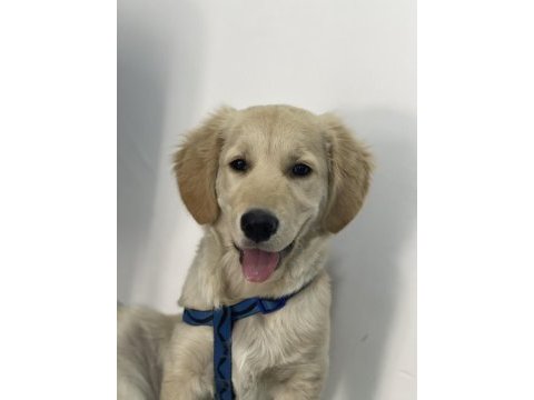 Yavru golden retriever 5 aylık