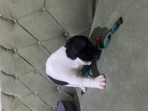 İzmir kaliteli french bulldog yavrularım