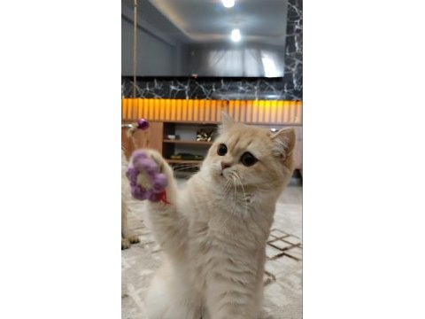 Yeni yuvasını arayan kedimiz