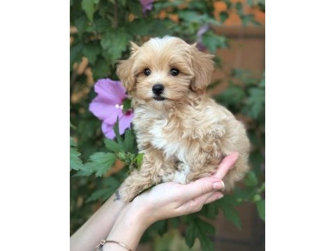Safkan maltipoo bebeklerim