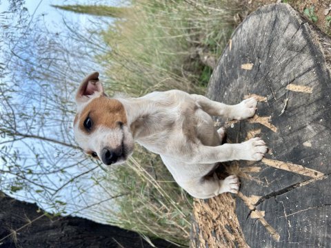 Safkan kısa bacak jack russell