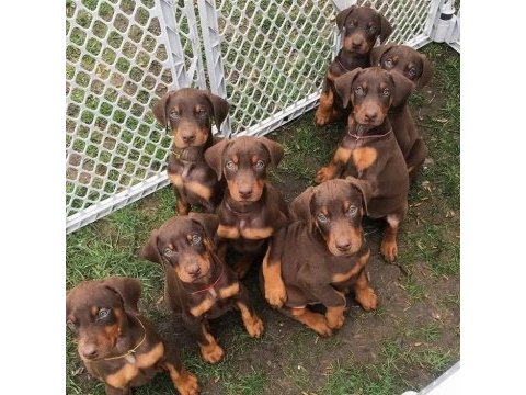 Üst kalite kızıl doberman yavruları