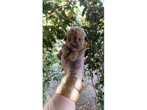 Toy poodle yavrularmız
