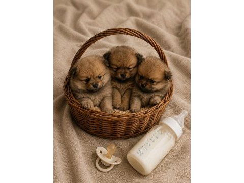Orijinal saf pomeranian boo