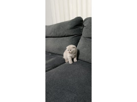 11 mart doğumlu scottish fold yeni ailelerimizi arıyoruz