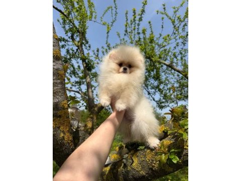 Dünyalar güzeli pomeranian yavrumuz yeni yuvasını bekliyor