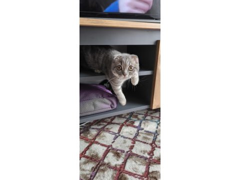 Erkek scottish fold