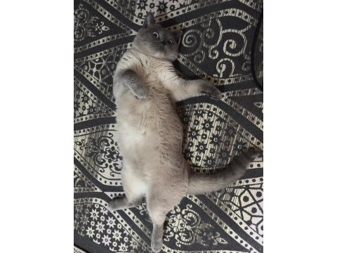 4 yaşında çok tatlı british shorthair