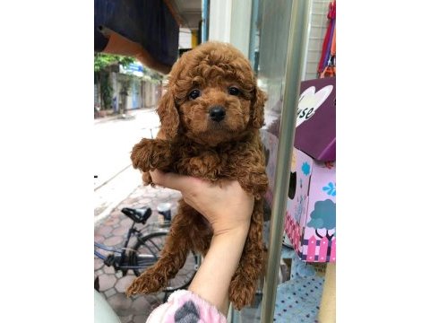 Dünya tatlısı poodle yavruları