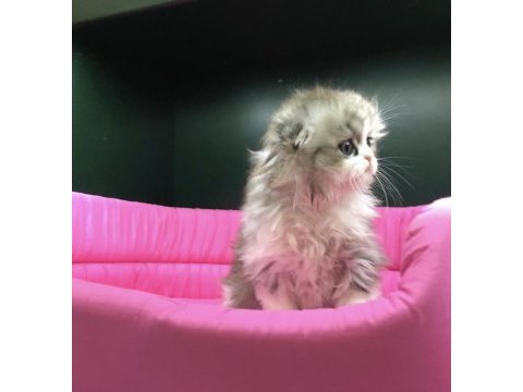 Scottish fold longhair yavrumuz