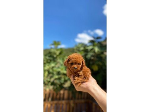 Teacup poodle yavrumuz