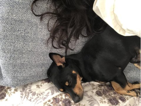 Köpeğimize dişi eş arıyoruz antalya