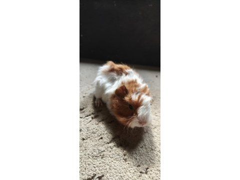 İstanbul bağcılar ginepig