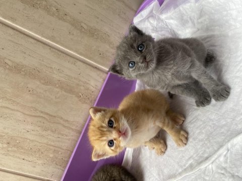 Güzel british shorthair yavrularımız acil