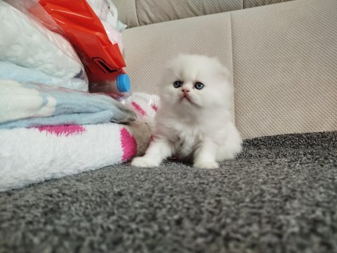 Blue point erkek ve dişi kedilerimiz