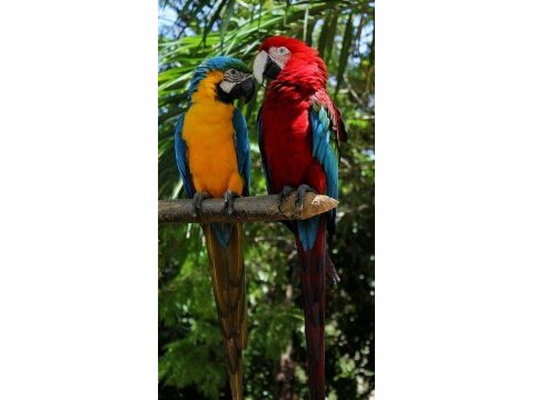 Orjinal ara macaw özel renk