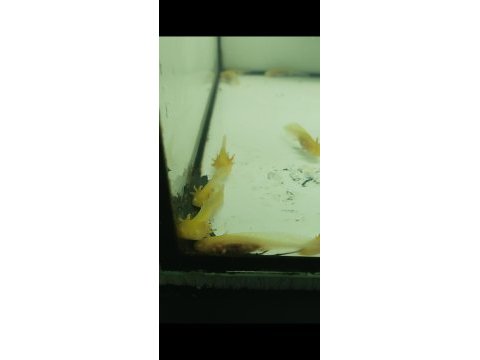Axolotl 5 6 7 cm