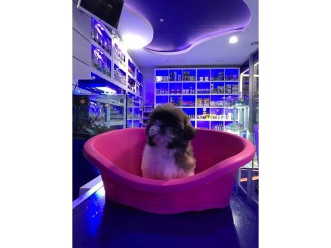 Sevimli shih-tzu yavrularımız