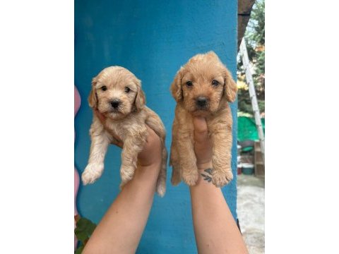 1 aylık maltipoo yavrularımız