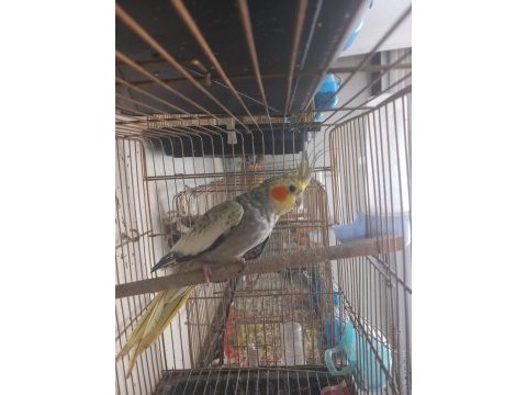 Sultan papağanı 3 aylık