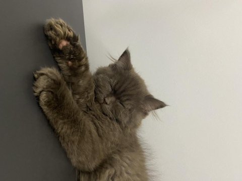 British longhair kahverengi