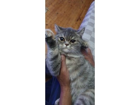 Yavru british shorthair