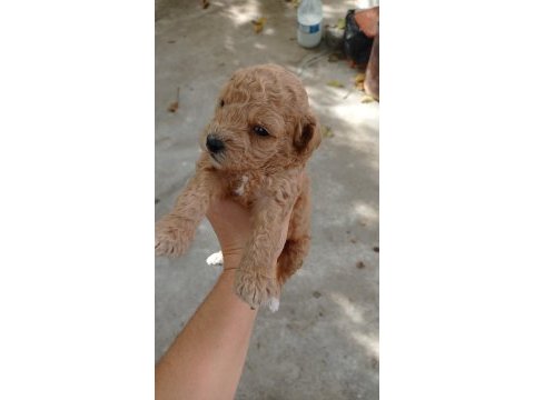 Toy poodle