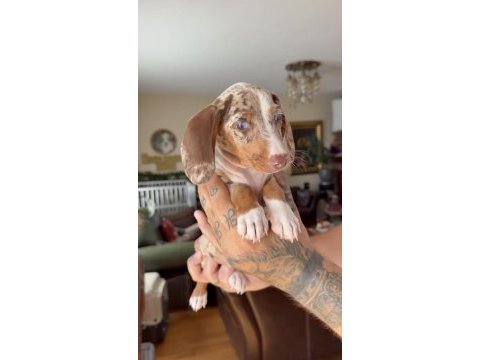 Dachshund yavru