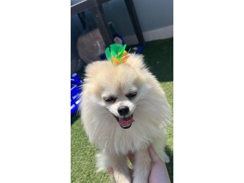 1 yaşında erkek pomeranian boo